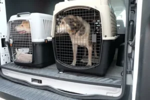 Read more about the article What to Look for in a Calgary Animal Boarding Facility