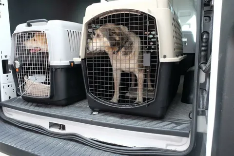 Read more about the article What to Look for in a Calgary Animal Boarding Facility