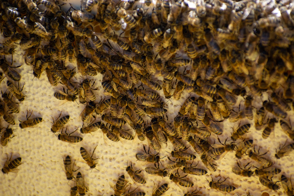 Read more about the article Are Ground Bees Dangerous? What Homeowners Need to Know