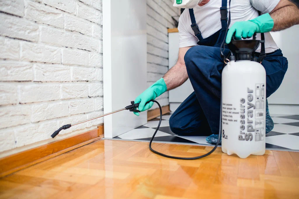 Read more about the article Pest Control Services in Rawalpindi for Homes and Businesses