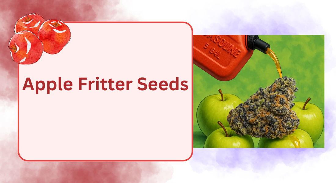 Read more about the article Apple Fritter Seeds for Sale: Premium Genetics for Modern Growers