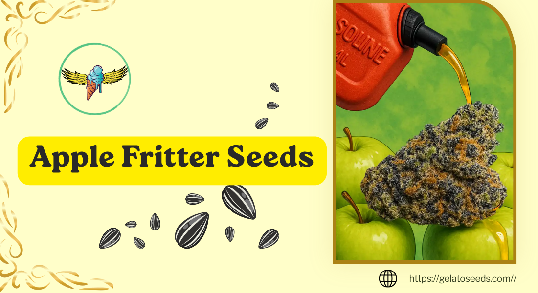 You are currently viewing Apple Fritter Seeds: Exploring a Favorite Among Cannabis Enthusiasts