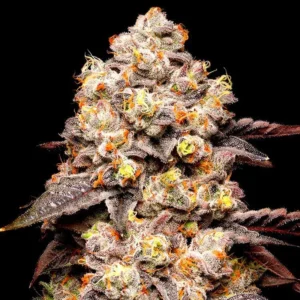 Read more about the article What is a Gelato Seed Bank