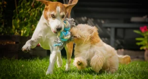 Read more about the article Nail Trimming Tips for Dogs and Cats