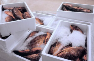 Read more about the article Seafood Delivery: How to Choose Fresh, Safe, and High-Quality Seafood