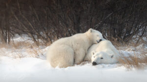 Read more about the article Silver Bear Photo Tours: Small Group Adventures in Polar Bear Country