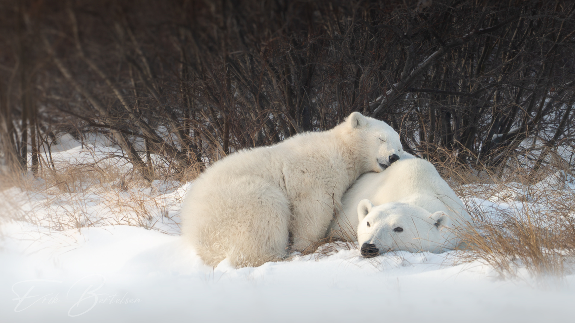 You are currently viewing Silver Bear Photo Tours: Small Group Adventures in Polar Bear Country