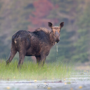Read more about the article Silver Bear Photo Tours for Wildlife Photographers in Ontario