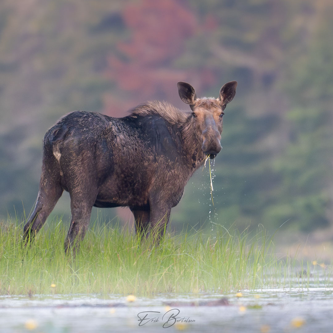You are currently viewing Silver Bear Photo Tours for Wildlife Photographers in Ontario